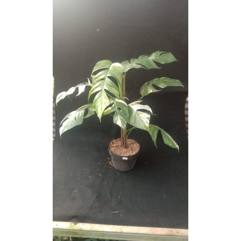 Tanaman hias epip Varigata