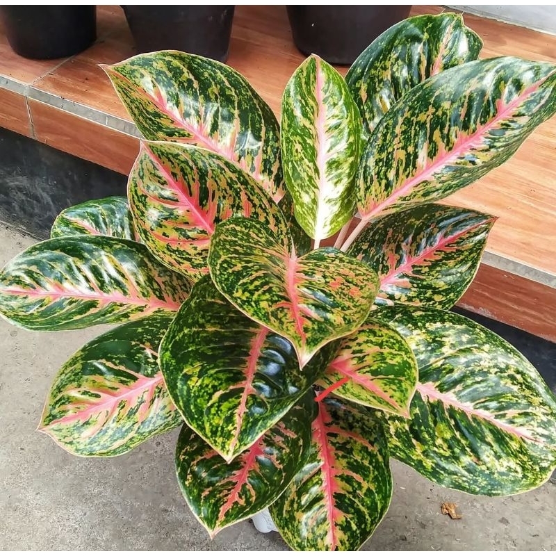 aglonema big papa / anakan