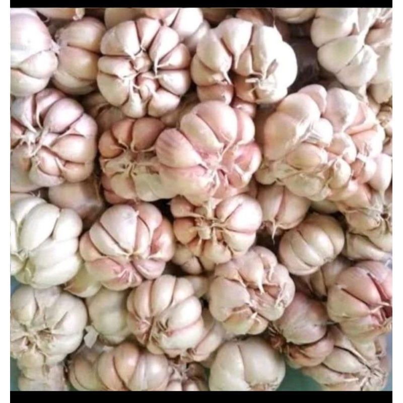 

bawang putih 1 kg