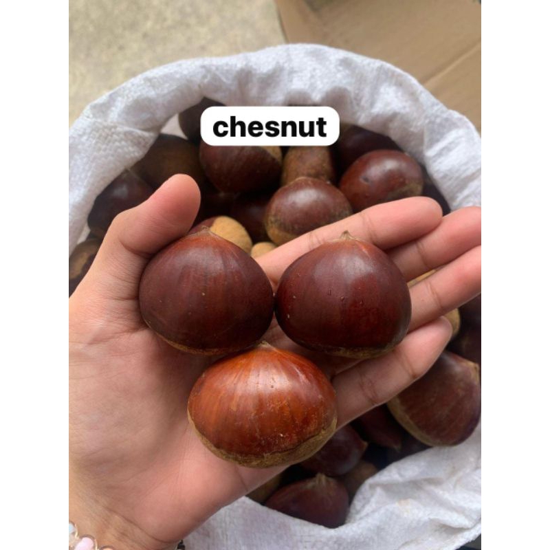 

Kacang Chesnut / Kastanye / Berangan
