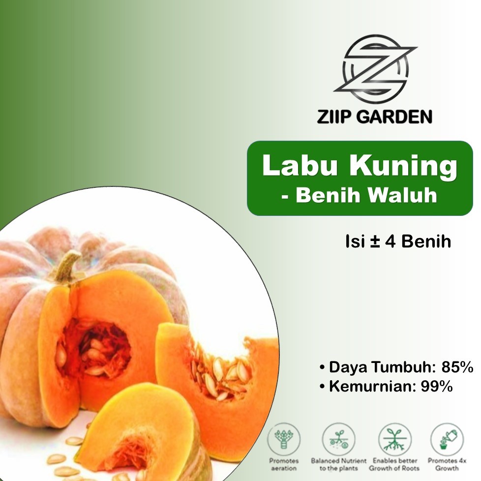 Benih Buah Labu Kuning Besar Waluh Unggul
