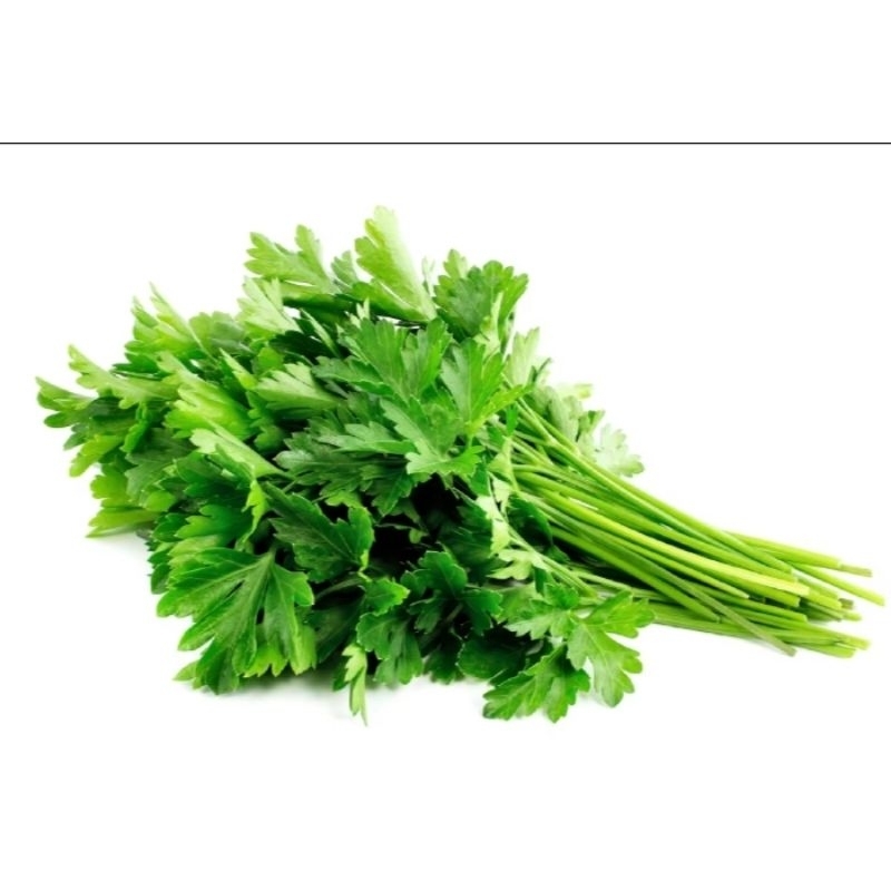 500 Biji benih Seledri SUMMER GREEN dataran rendah