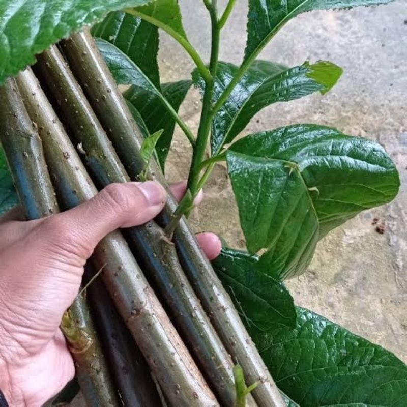 

Batang Sambung Nyawa/daun Africa paket hemat(10batang)