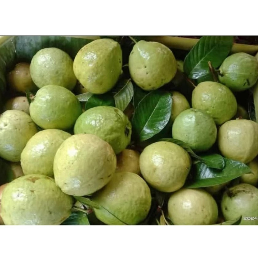 

1 Kg Jambu biji Merah / Psidium guajava / Jambu Biji Merah Segar