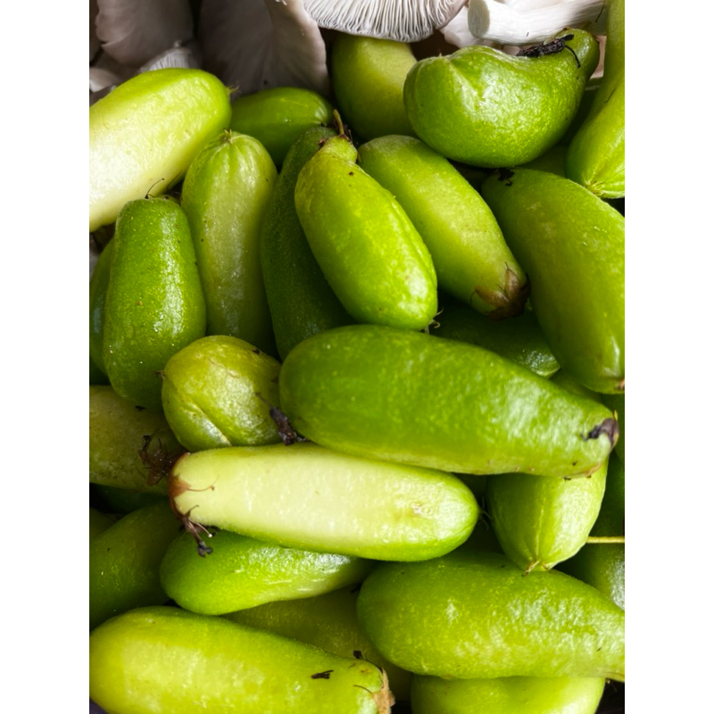 

INSTAN - Belimbing wuluh | Belimbing tunjuk per 5000