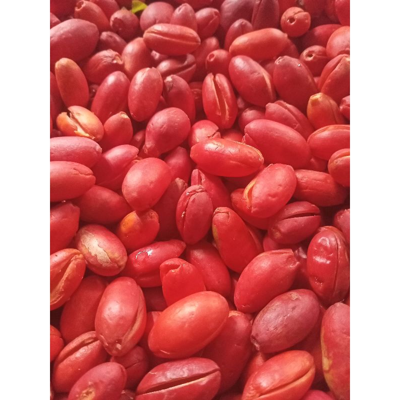 

Termurah Kulit Tangkil Melinjo fresh 1kg