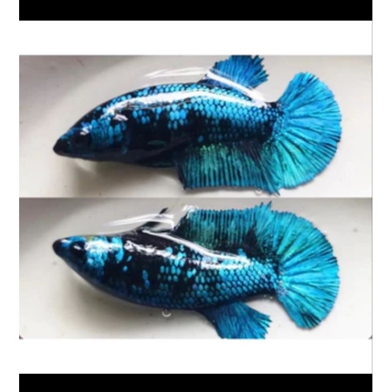 Cupang Hias FM Avatar