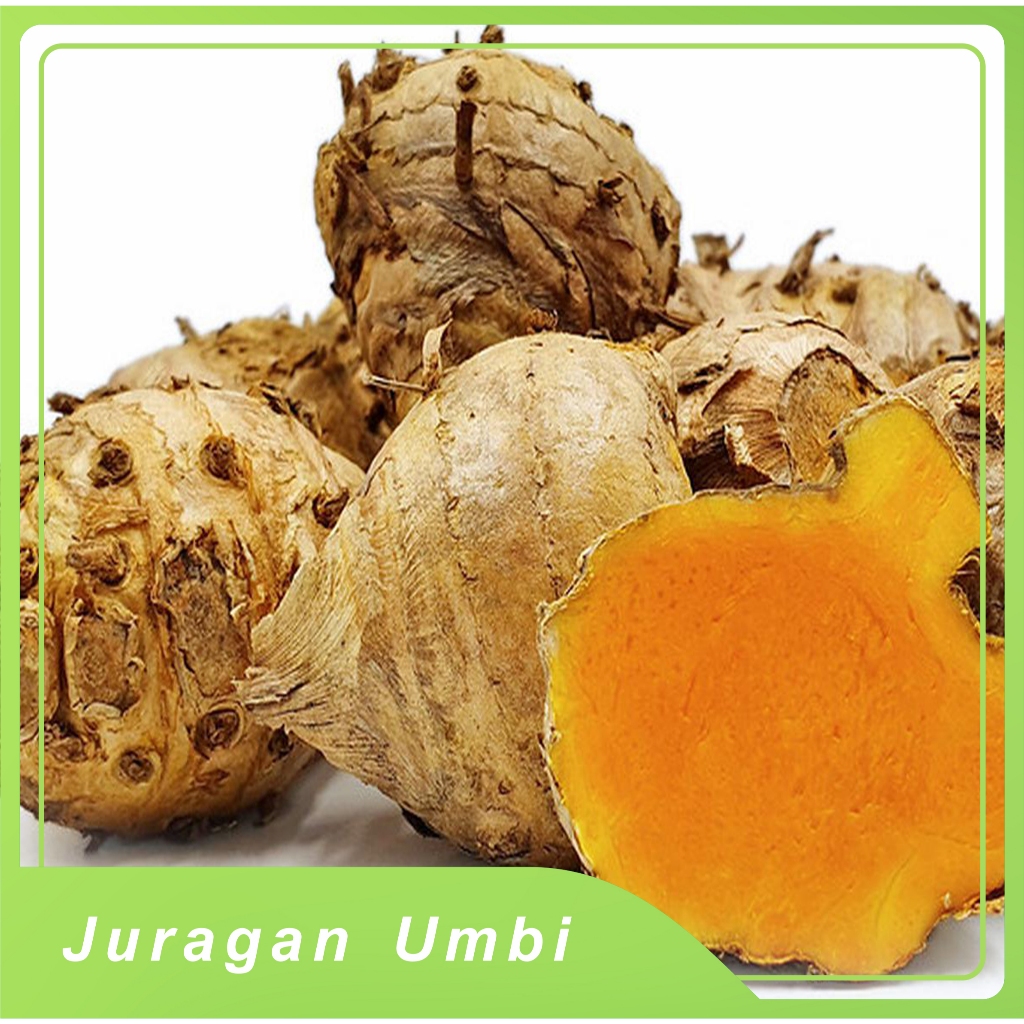 

temulawak segar 1 kg / biang temu lawak