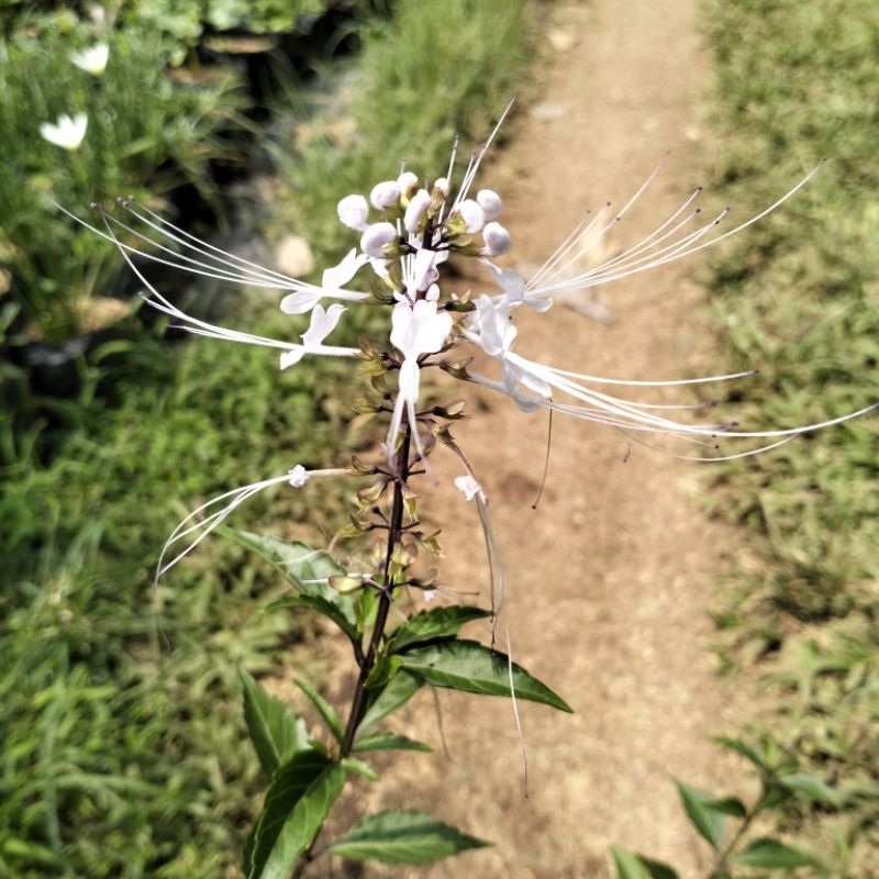 tanaman herbal kumis kucing Semarang Jawa Tengah jateng