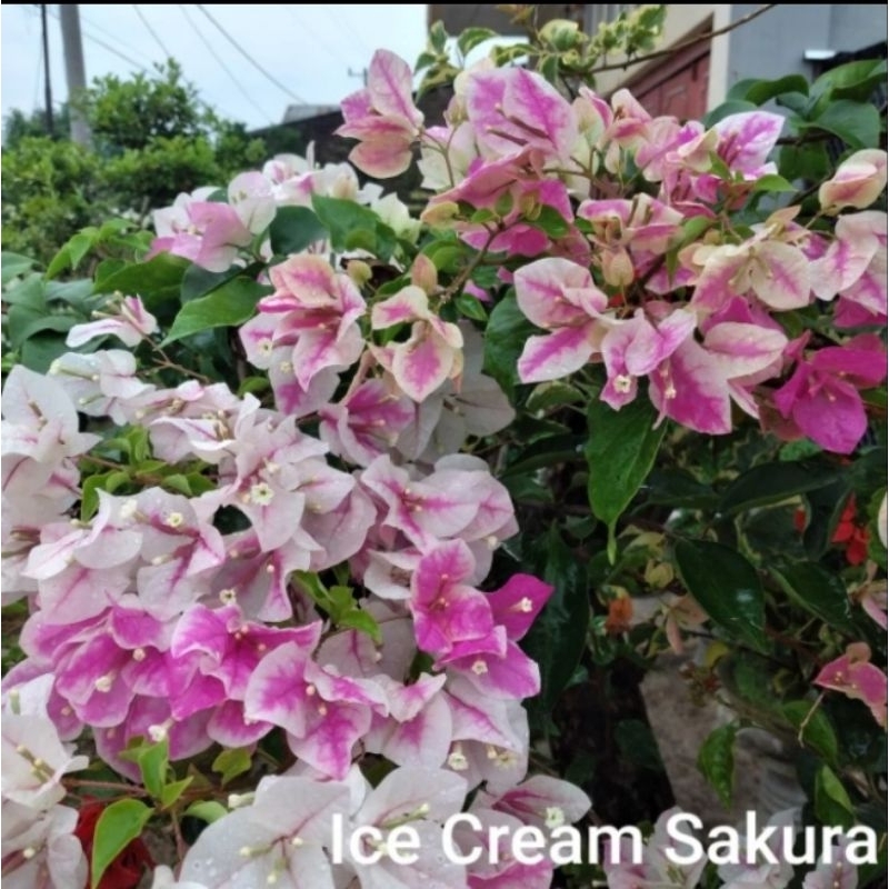 Tanaman hias Bougenville / Bunga kertas import id Ice Cream Sakura