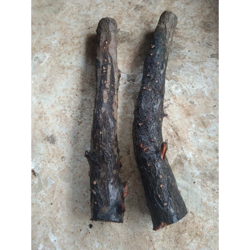 kayu setigi