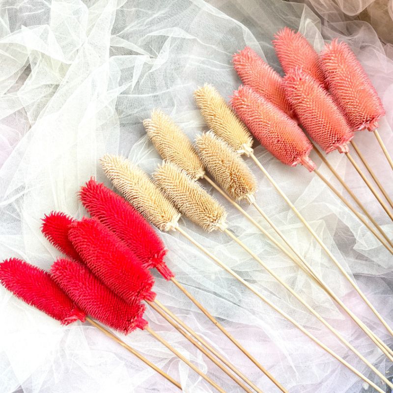 Napping Fruit Kering | Teasel Besar | Dekorasi Rumah & Acara - Bunga Kering Elegan