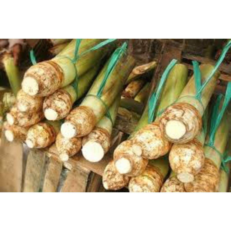 

Talas Lokal Olahan Juragan Petani