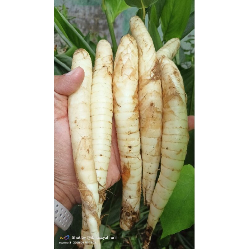 

UMBI GARUT / ANGKRIK ( UK. BESAR )