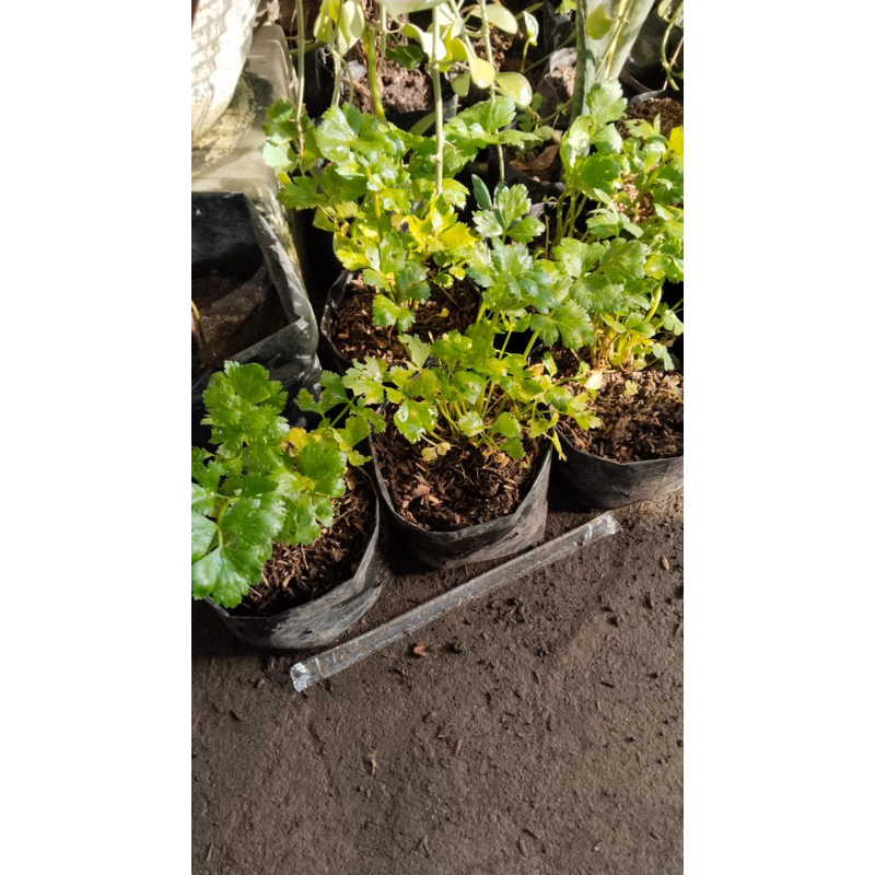 

daun sop tinggi 10-15 cm