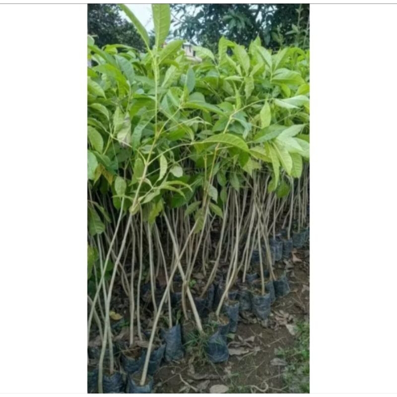 bibit tabebuya merah 1meter up batang besar