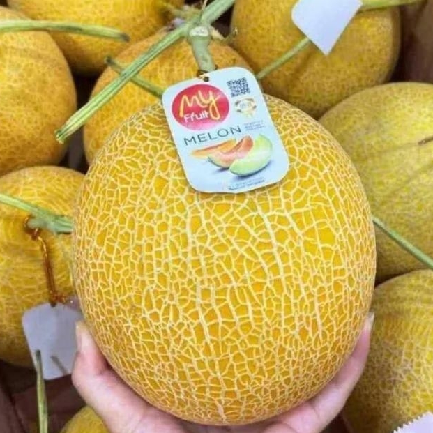 

MELON INTANON SUPER PERBUAH