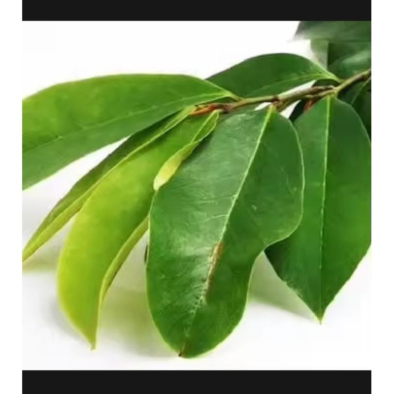 

jual Daun sirsak Segar lngsung petik per 100 lembar