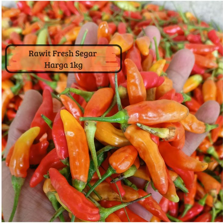Cabe rawit merah 1kg Cabai rawit merah 1kg cabai harga 1kg packing kardus