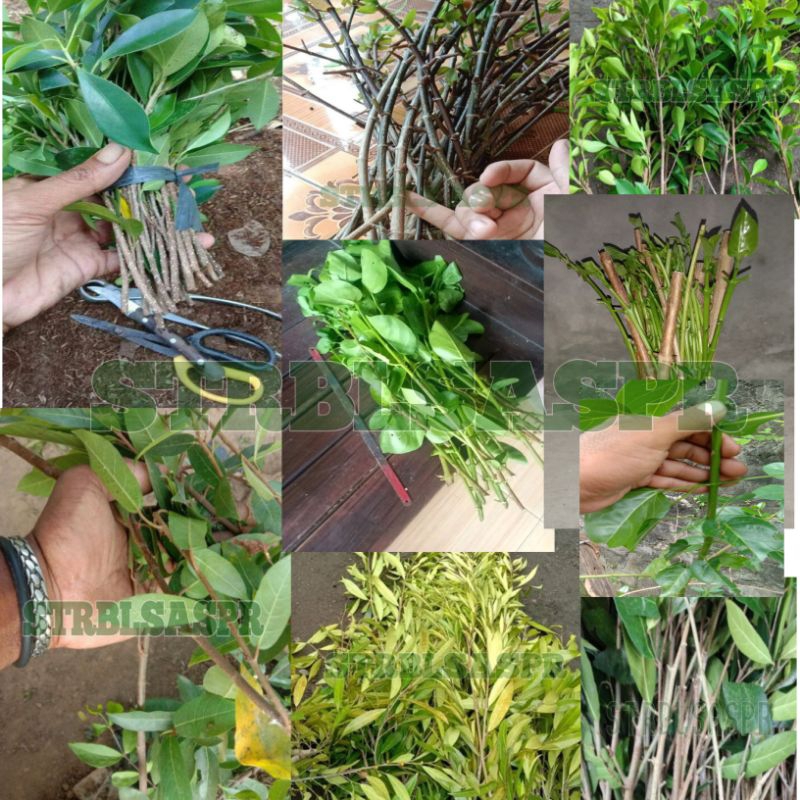 Stek pucuk sancang_stek pucuk kimeng_stek pucuk lengkap