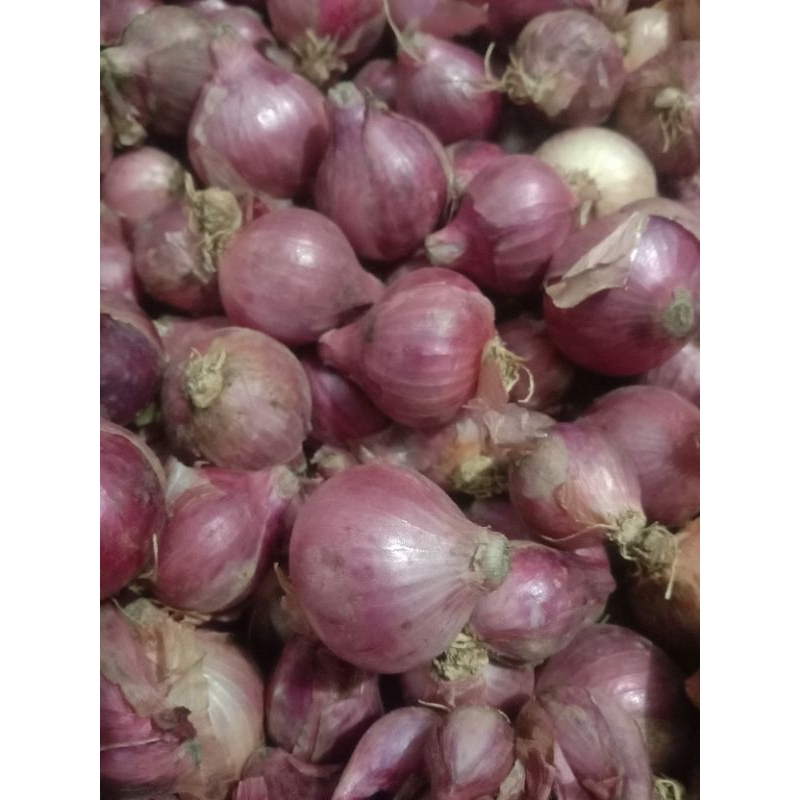 

bawang merah Bali karet
