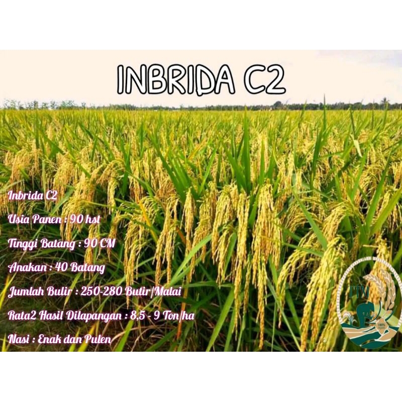 BENIH PADI INBRIDA C2 KEMASAN 5KG ORIGINAL