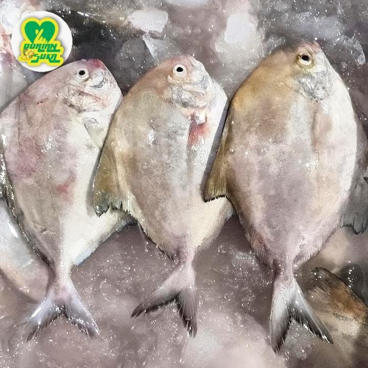 

Ikan Bawal Laut 1Kg / Ikan Bawal Hitam Laut / Ikan Dorang