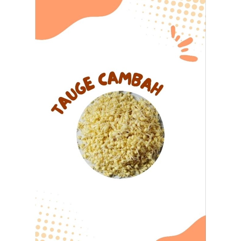 

Tauge cambah tauge pendek 200gr