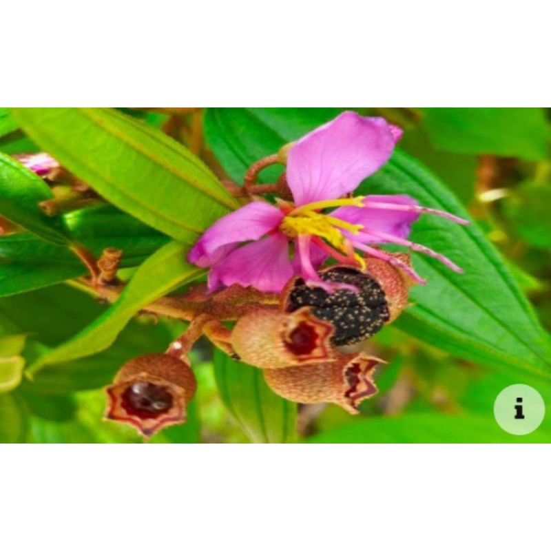 

daun harendong/senggani 200 gram