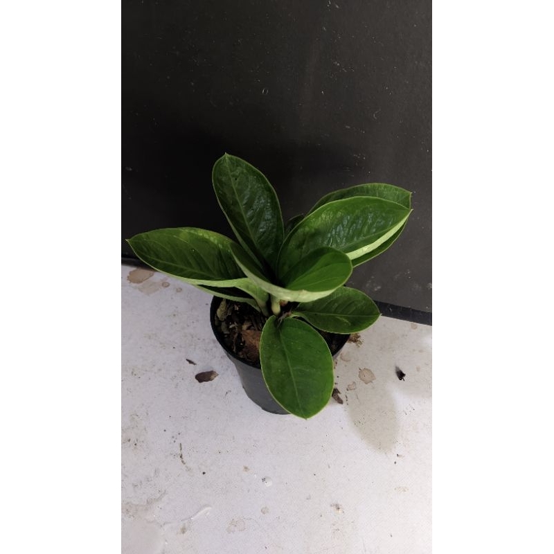 Jemani Tornado x Mangkok  Murah