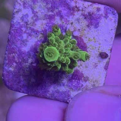 Staghorn frag green slimer
