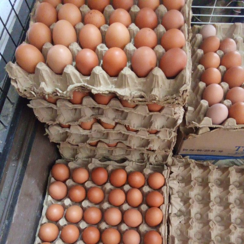 

Telur ayam 1kg