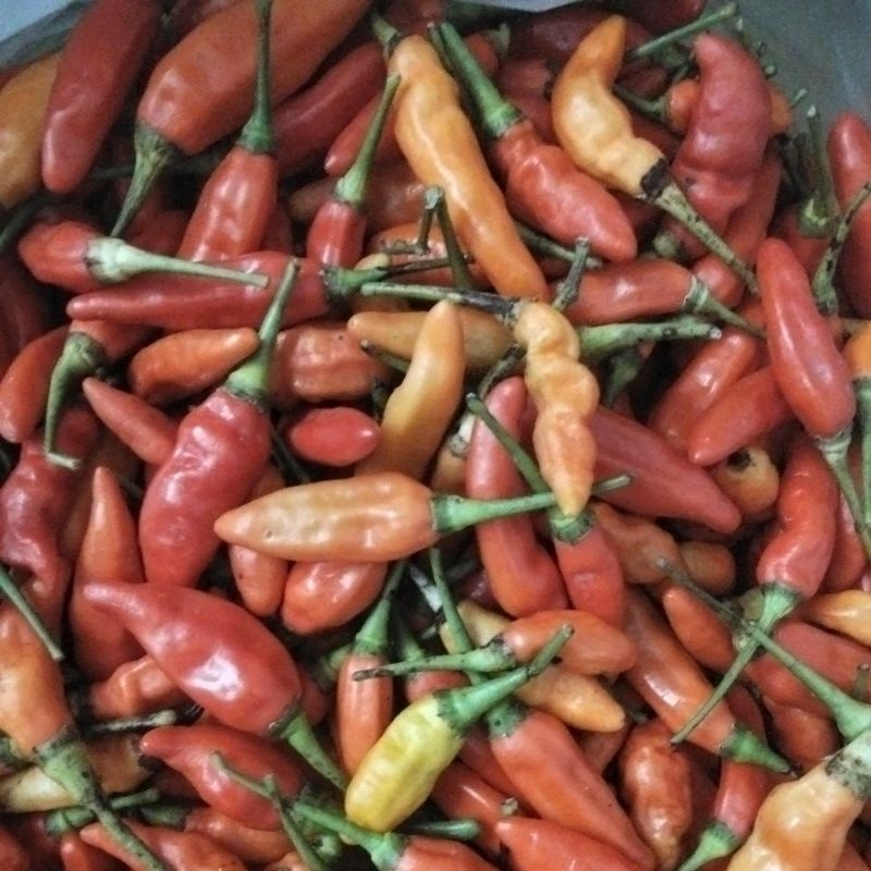 

Cabe ORI cabe Sret 1 kg