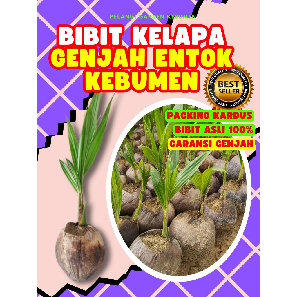 CEPAT BUAH..  Tanaman Kelapa Kopyor Asli, Tanaman Kelapa Kopyor Bogor, Tanaman Kelapa Kopyor Besar