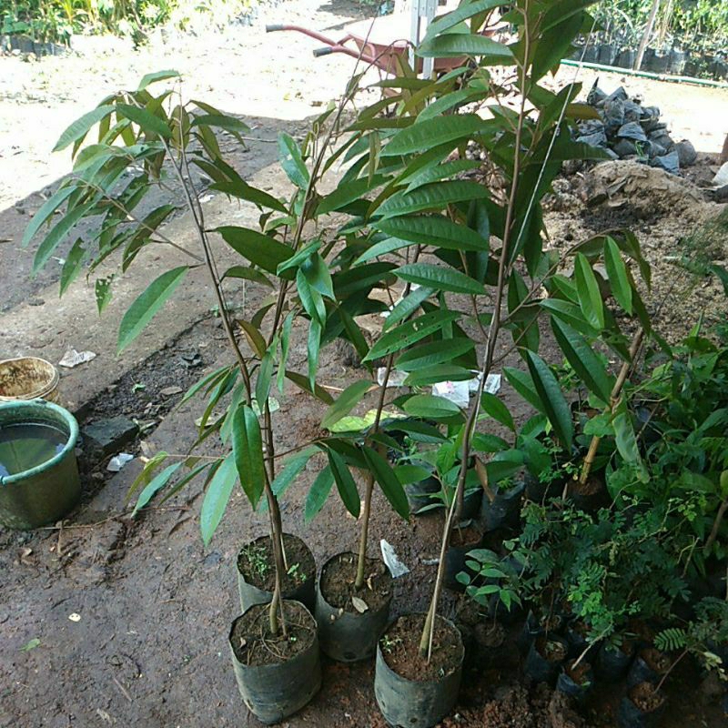 bibit durian mk,bawor,montong