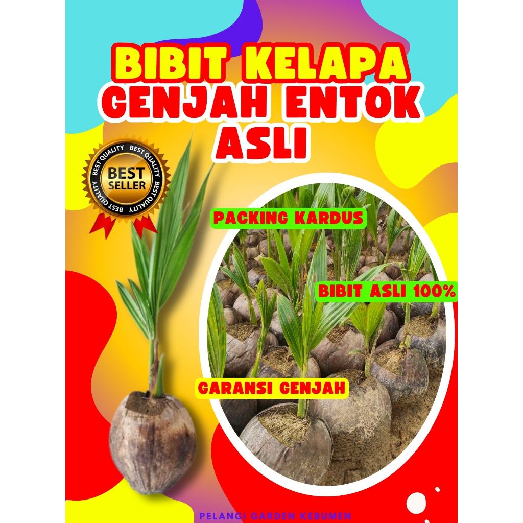 CEPAT BERBUAH.. Tanaman Buah Kelapa Entog, Tanaman Buah Kelapa Entok Anakan, Tanaman Buah Kelapa Ent