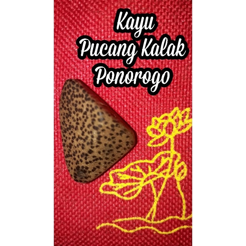 Kayu Pucang Kalak Ponorogo