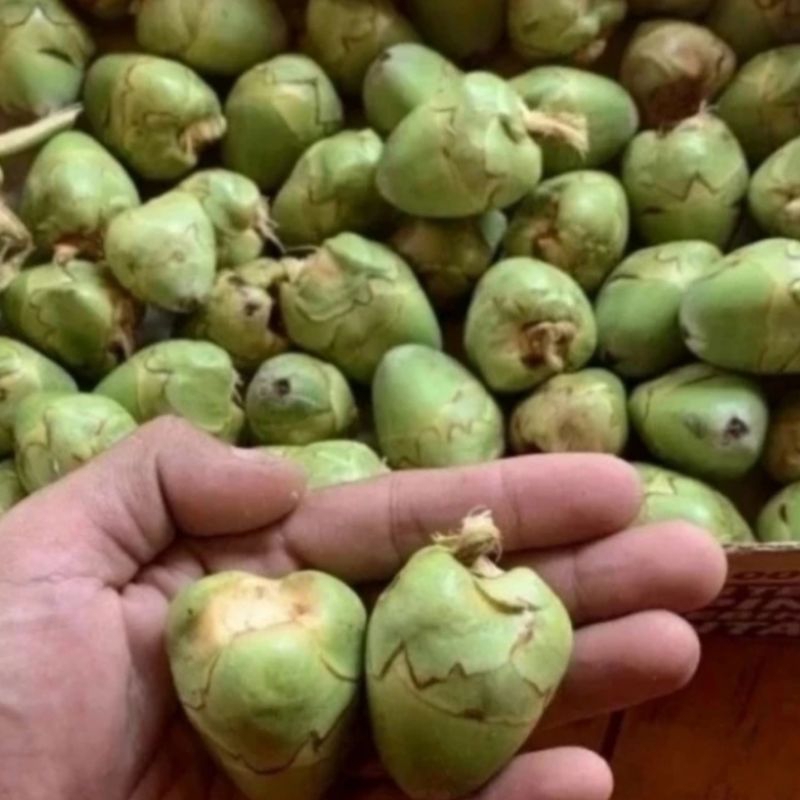 

Tembuluk kelapa / beluluk kelapa fress 10 buah
