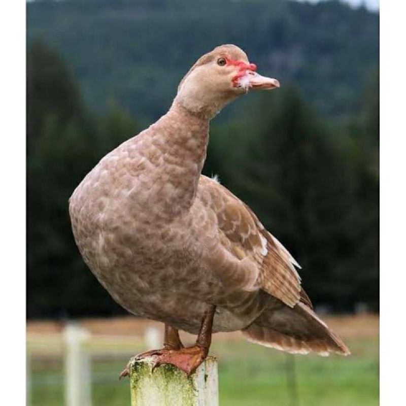 

Telur Tetas Mentok/Entok Hias Moca Fertil siap untuk ditetaskan