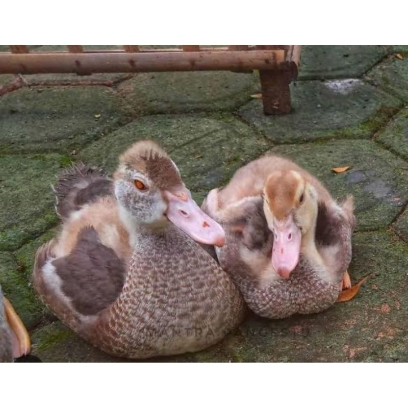 

Paket hemat 5 Telur Tetas Mentok/Entok Hias Moca Mata Merah Fertil siap untuk ditetaskan