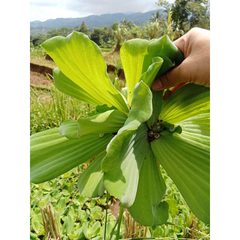 tanaman hias apu apu aquascape kiambang jumbo per pcs