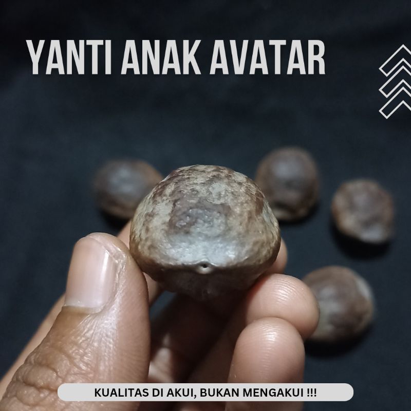 Muncang Adu Jenis Yanti Anak Avatar Batok Tebal