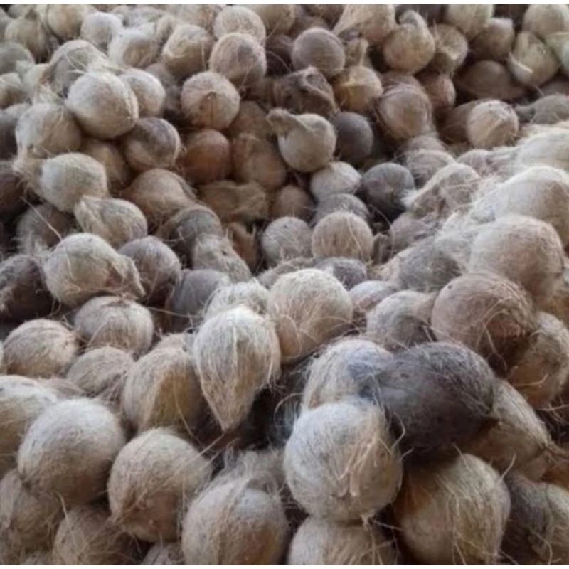 

buah kelapa kupas utuh per/satu buah