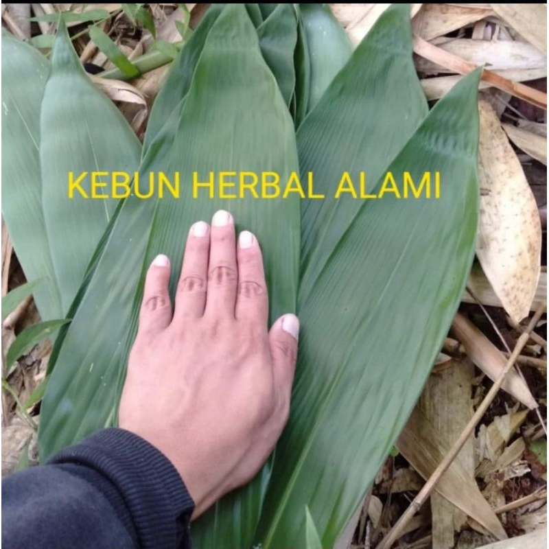 

Daun bambu bacang jumbo 1kg
