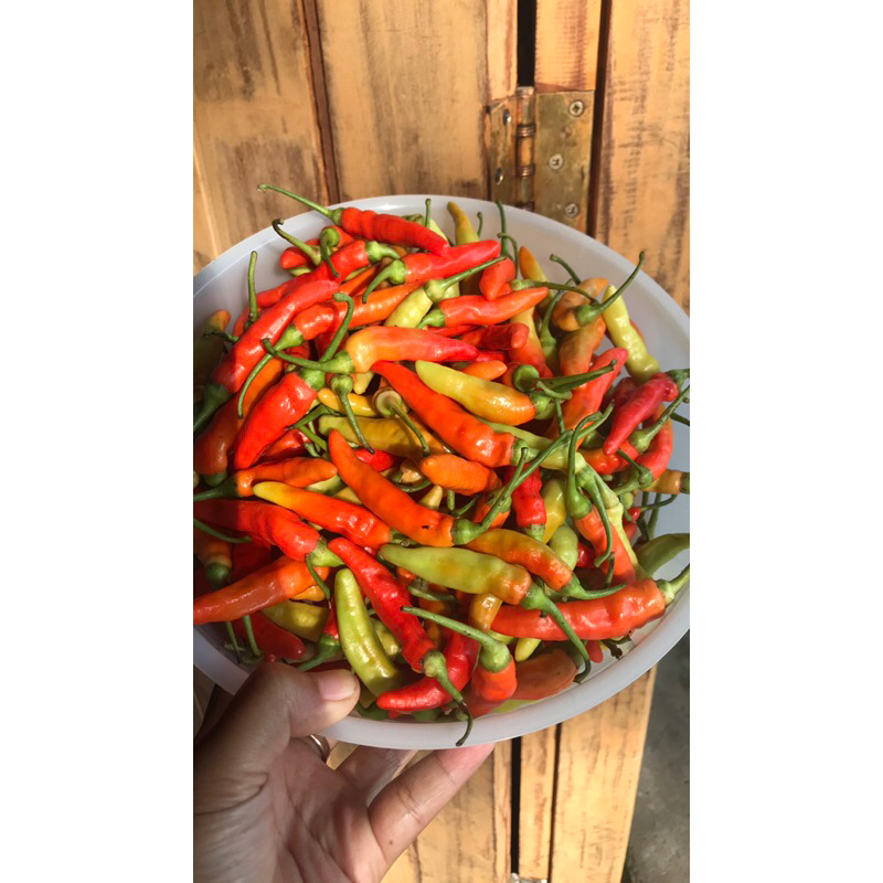 

CABAI SETAN FRESH PANEN