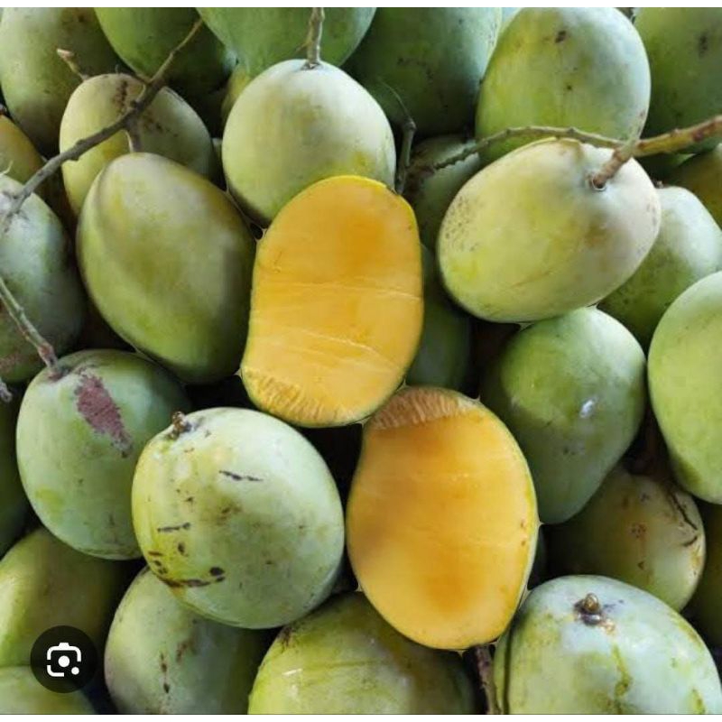 

ready mangga dermayu/ mangga kopek/ mangga cengkir 1kg dikirim mentah