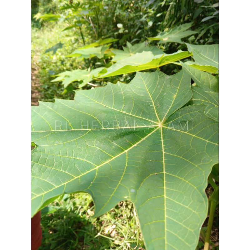 

Daun pepaya tua