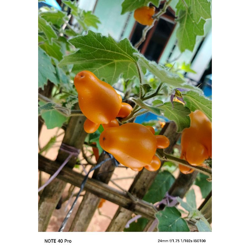 

Buah terong susu 10 pcs bisa jadi bibit