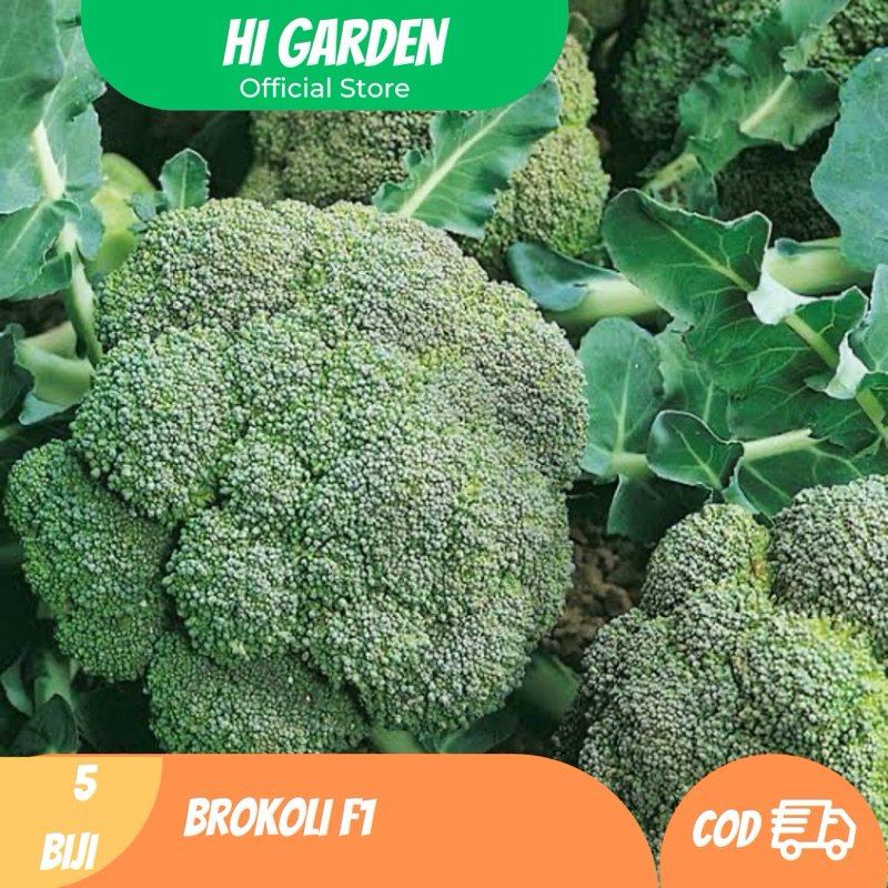 

Bibit Brokoli F1 – 5 Biji | Sayur Sehat Kaya Nutrisi, Cocok Ditanam di Dataran Tinggi