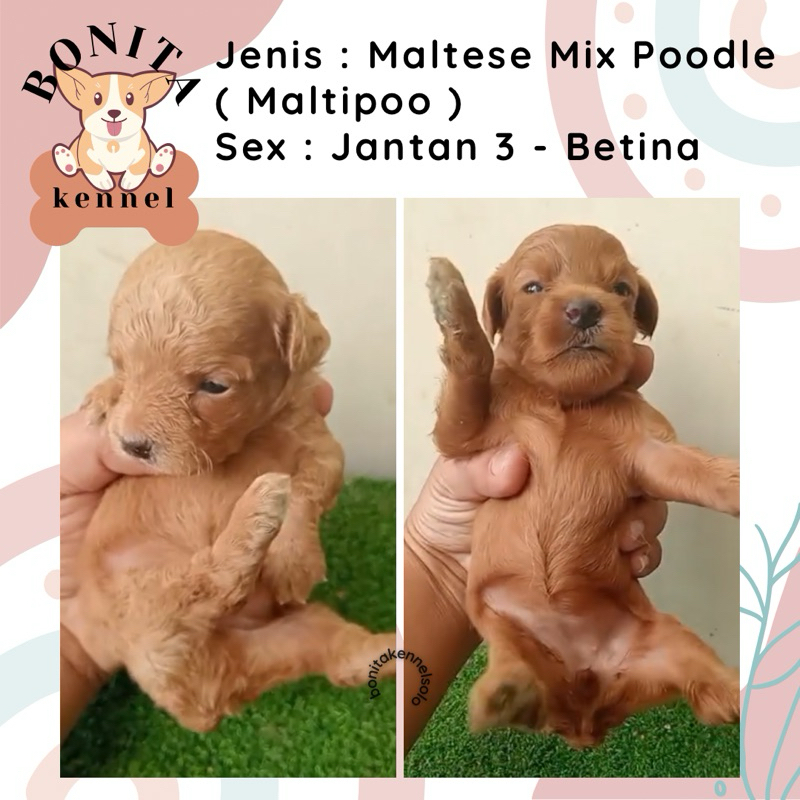 Maltipoo Maltese Mix Poodle Anak Anjing Maltese Poodle Betina Jantan